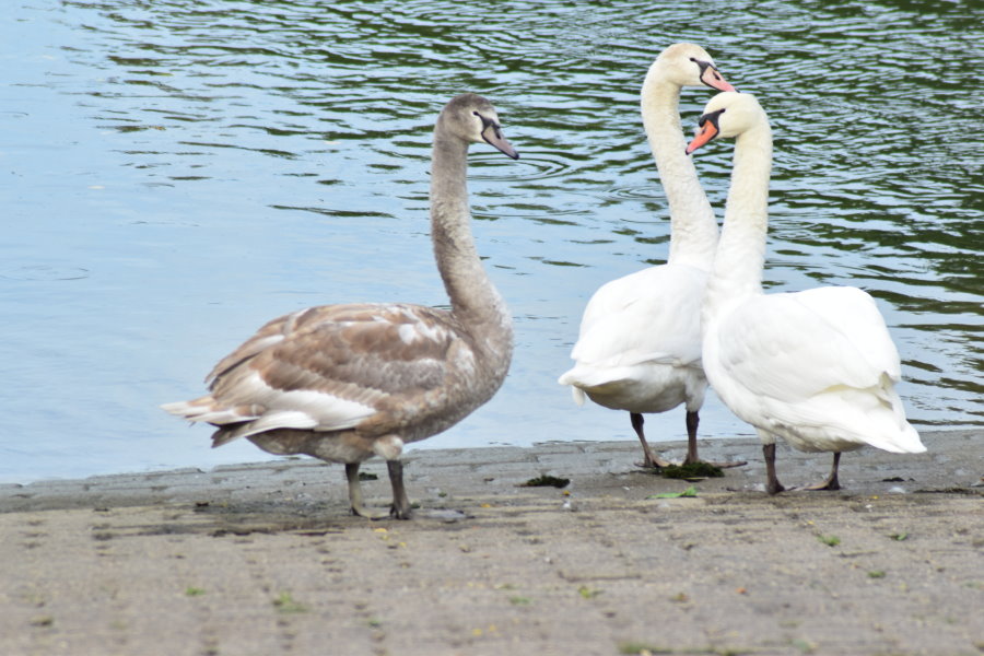 Schwäne mit Nachwuchs am Rhein