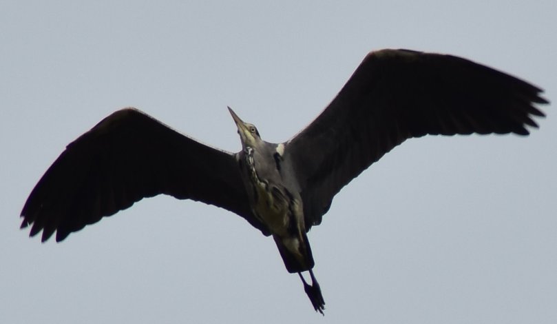 Und ein Graureiher im Überflug