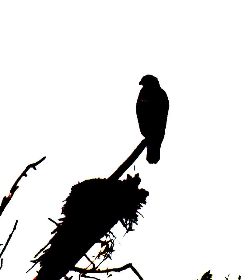 Greifvogel in Schwarz