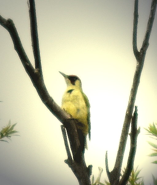 Und hier der Vogel von oben - ein Grünspecht...
