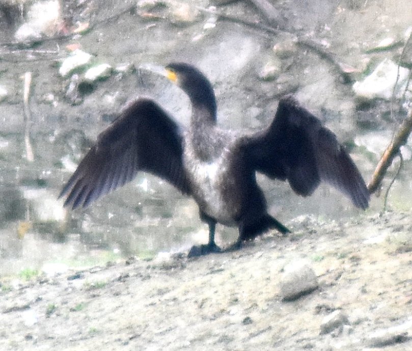 ...und der Kormoran darauf