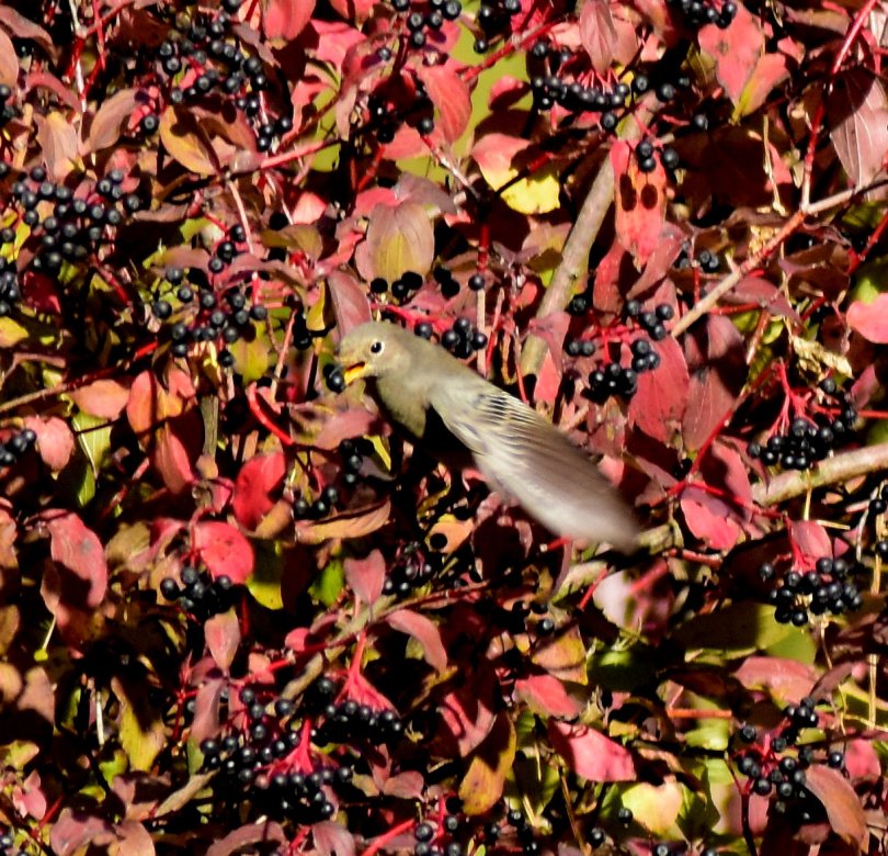 Ein Beerenhunger - ein Hausrotschwanz am Hartriegel