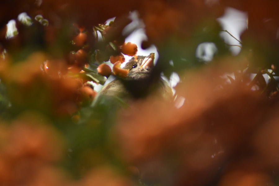Die Beeren scheinen ihm zu schmecken