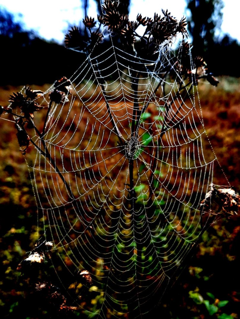 Ein Spinnennetz