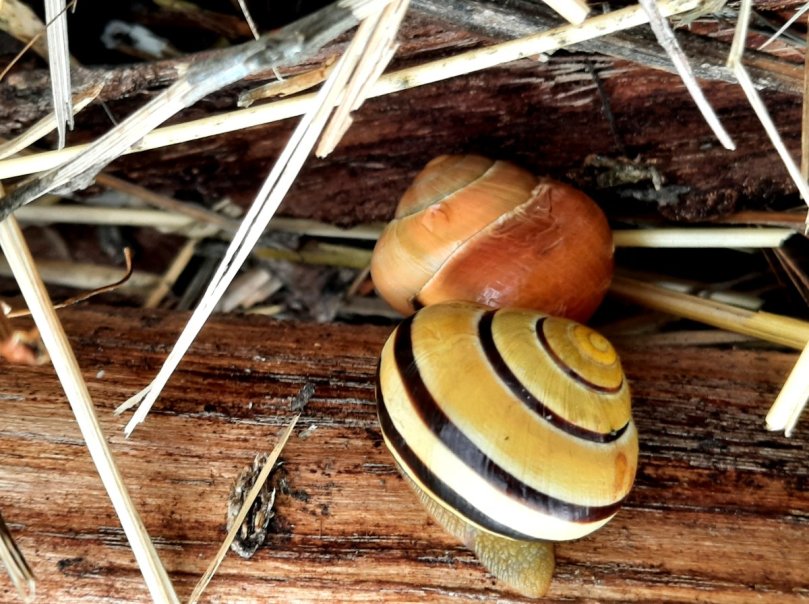 Zwei Schnecken