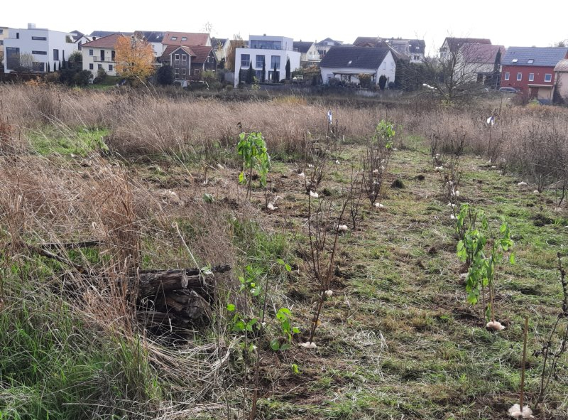 Hecken am Rande einer Ausgleichsfläche