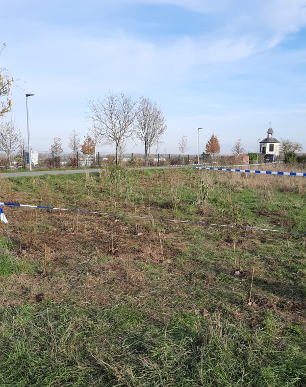 Hundsrose, Echter Kreuzdorn, Pfaffenhütchen, Sauerdorn, Eingriffliger Weißdorn, Roter Hartriegel, Schwarzer Holunder, Kornelkirsche und Weinrose...