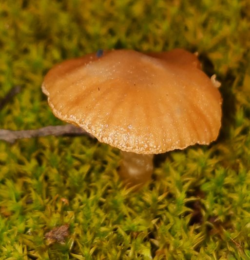 Pilz und Moos - offenbar eine gute Verbindung.