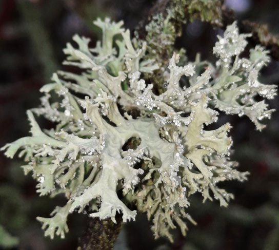 Flechten auf dem Baum