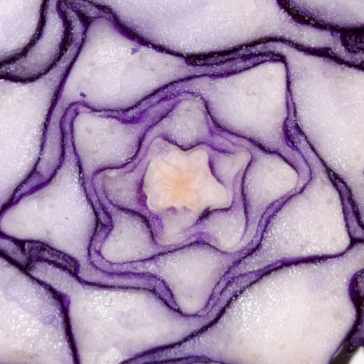 Weihnachtsstern im Rotkohlstrunk