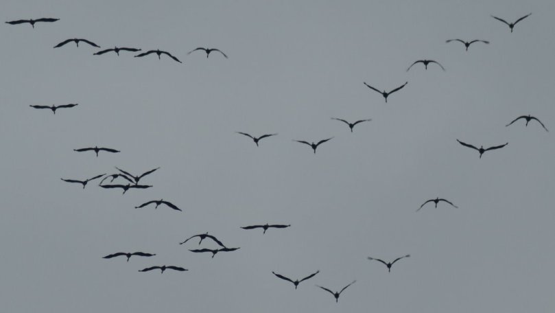 Kraniche im Überflug