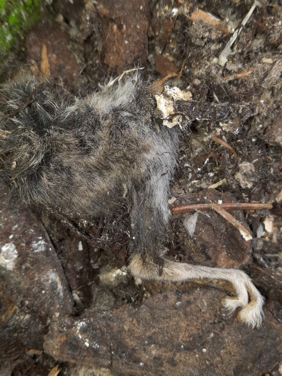 ...scheint dieses Bein von einem Gartenschläfer zu stammen. Abschließend werde ich es einsenden zur genaueren Untersuchung.