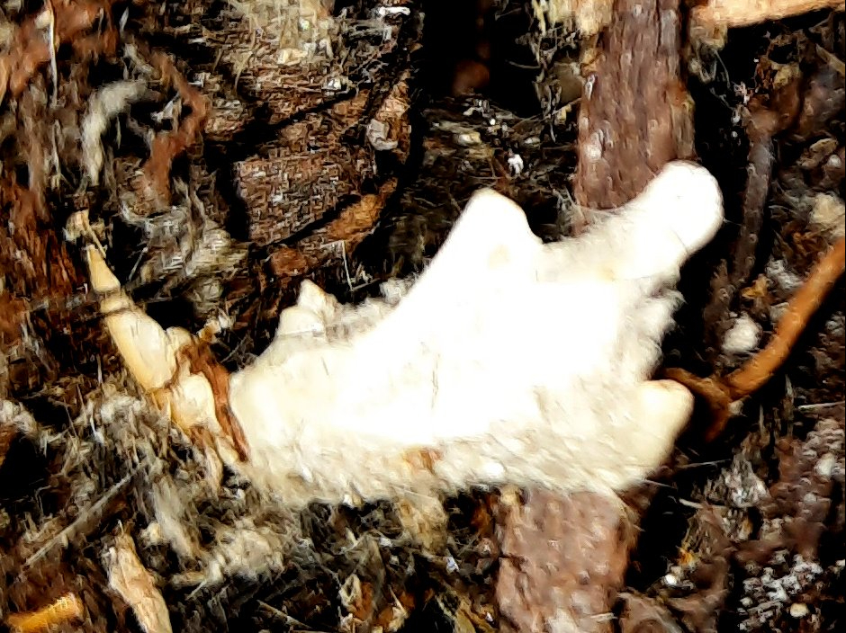 Neben diesem Nager-Kiefer...