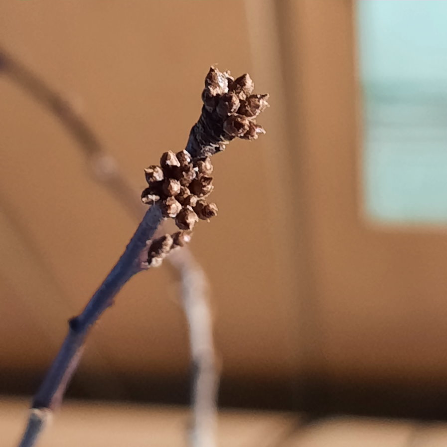 Barbara-Zweig, Knospen