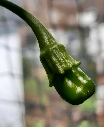 Paprika auf der Fensterbank