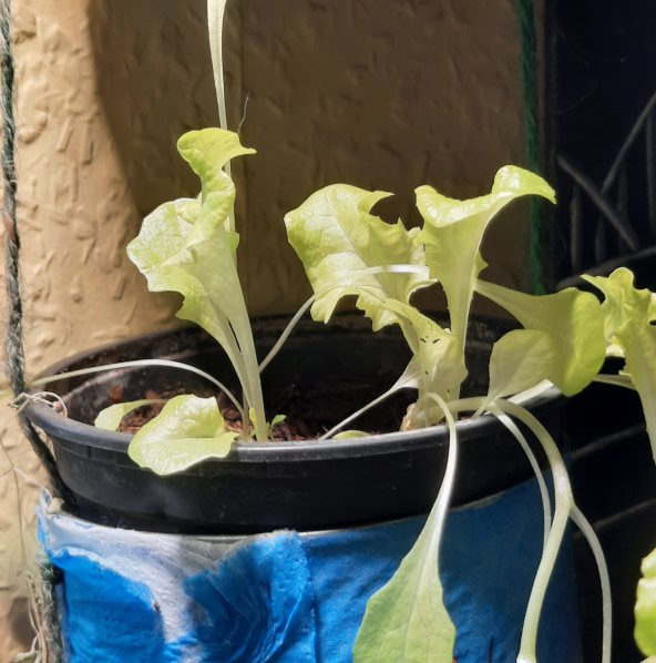 Salat in der Konservendose