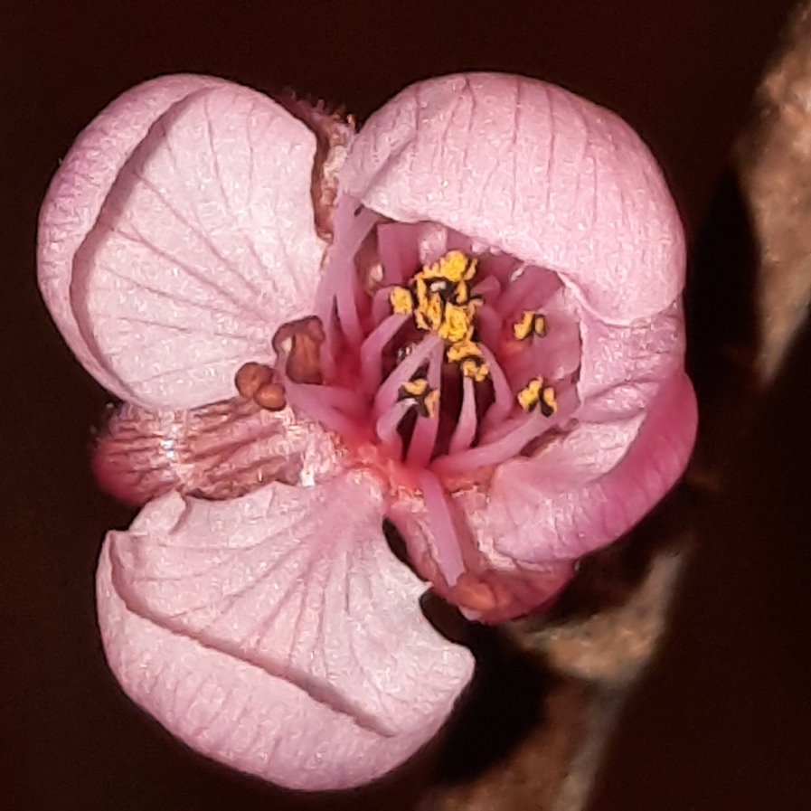 Blüte der Blutpflaume öffnet sich