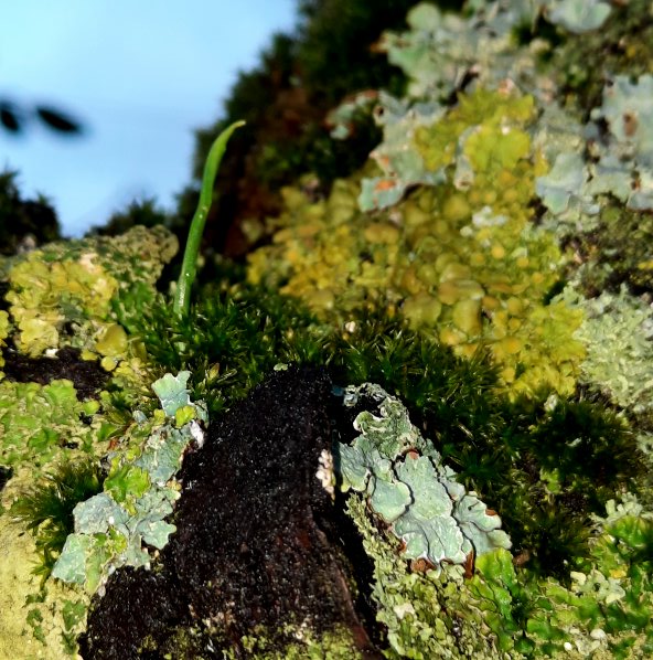 Flechten, Moose, Gras...