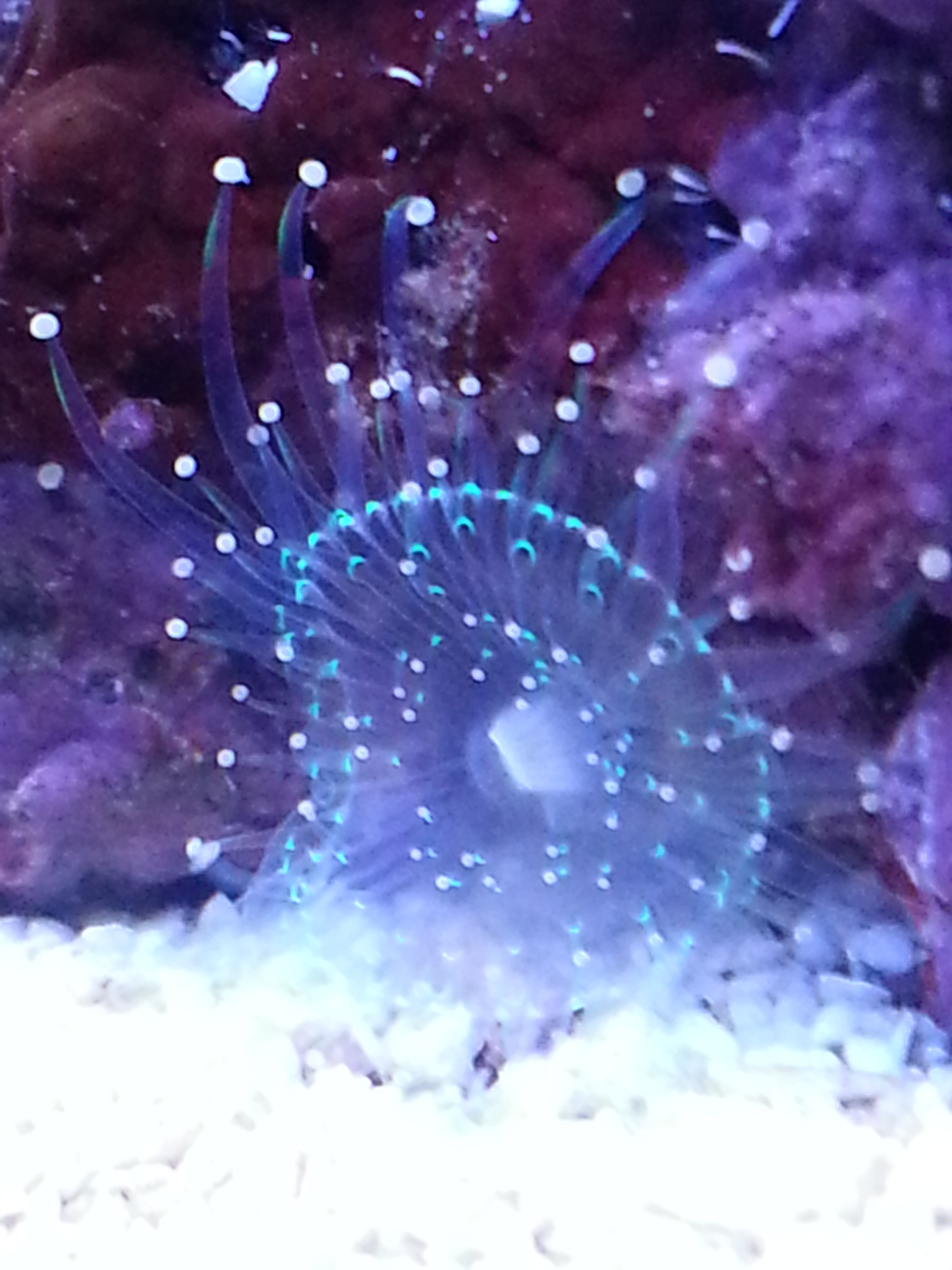 Anemone