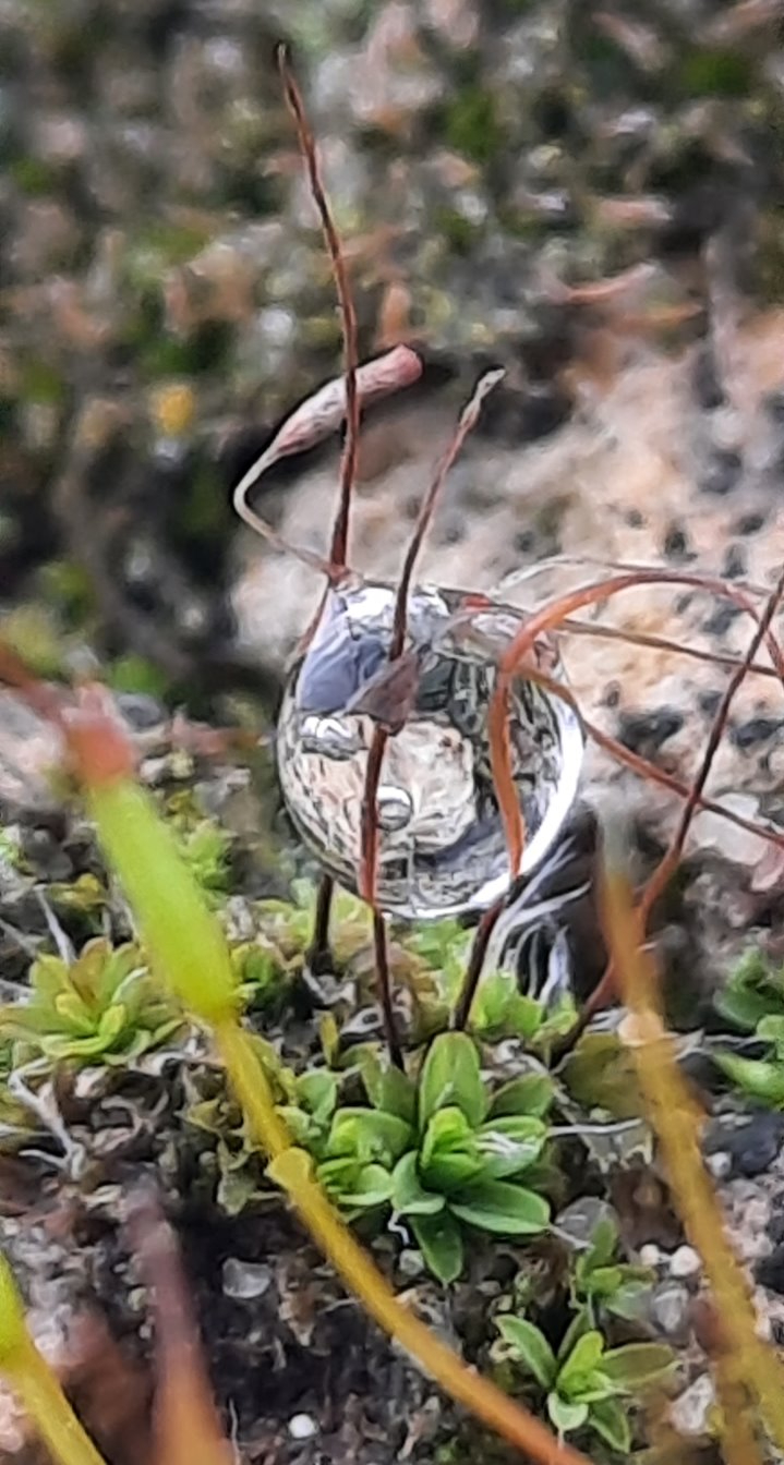 Gefrorene Wassertropfen im Moos