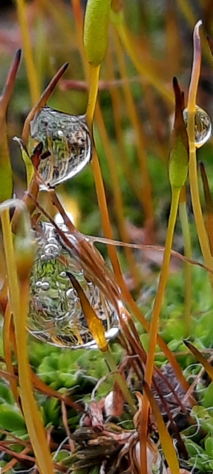 Bizarre Wassertropfen im Moos
