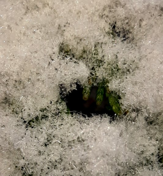 Zypressentriebe mitten im Schnee