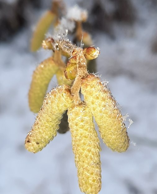 Noch nicht offene Blütenstände der Haselnuss