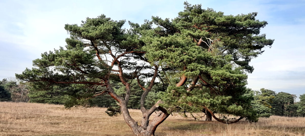 Kiefer in der savannenartigen Landschaft