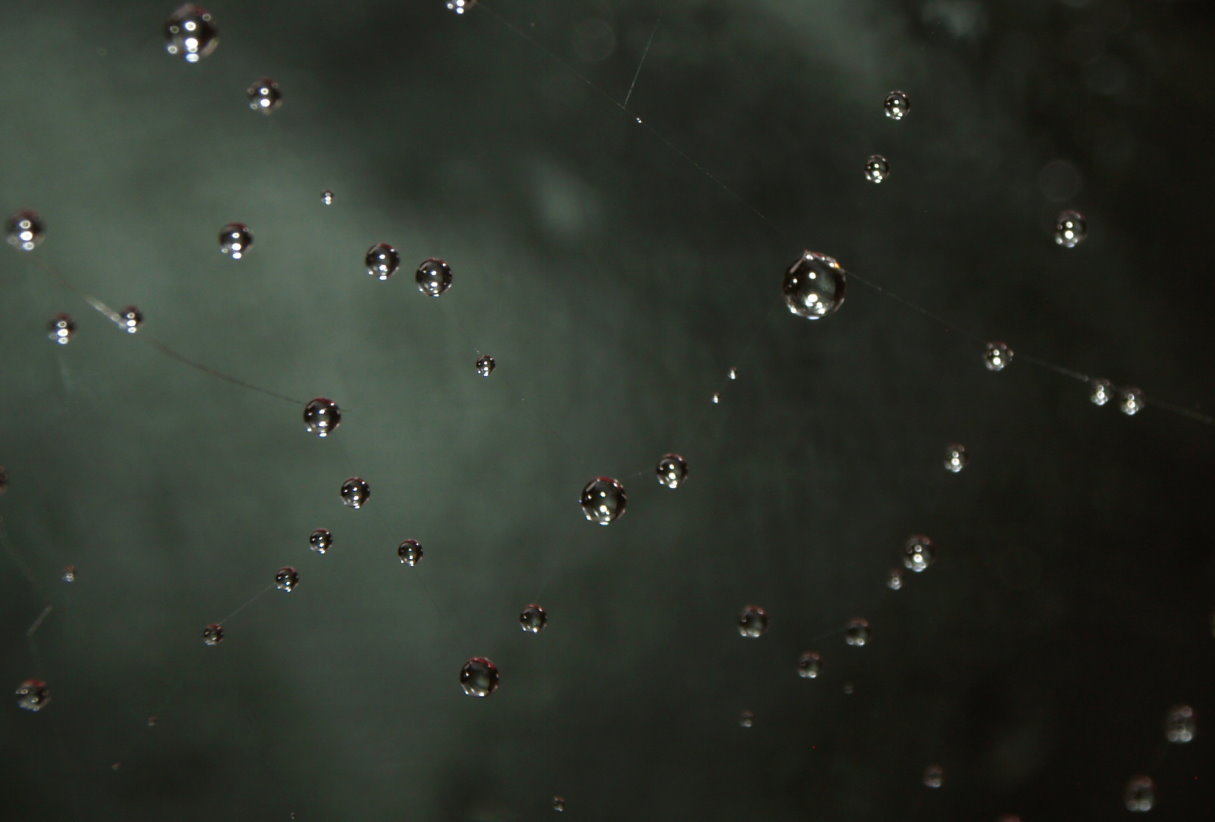 Spinnennetz mit Wassertropfen