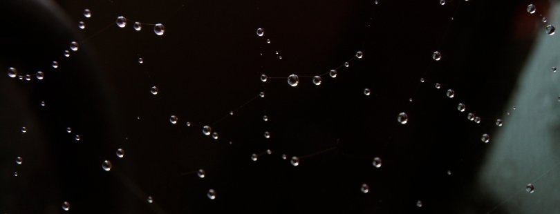 Spinnennetz mit Wassertropfen