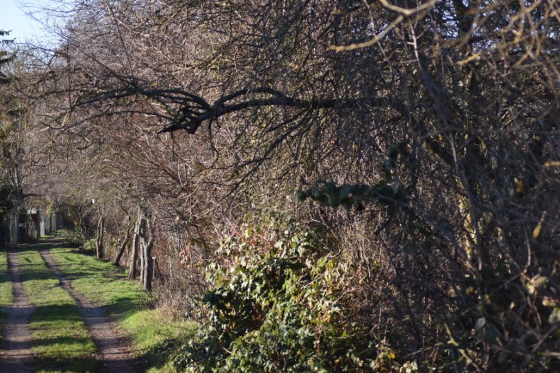 Dichte Heckenstruktur