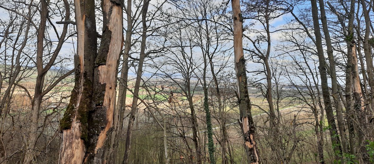 Ein Blick aus dem Wald Richtung Bodenheim