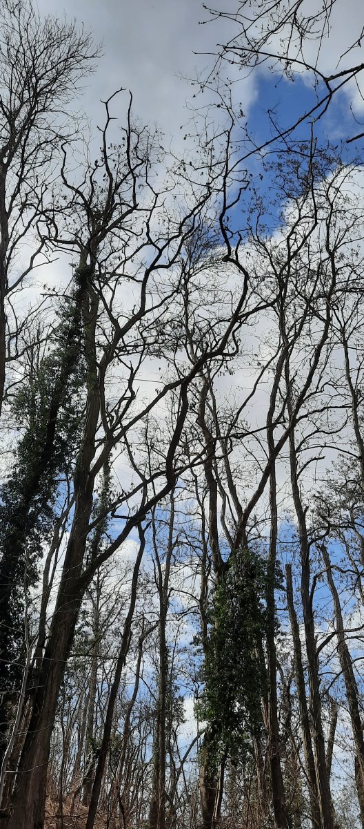 Der Wald ist Heimat für Spechte, aber auch einen Waldkauz hörte ich hier schon rufen.