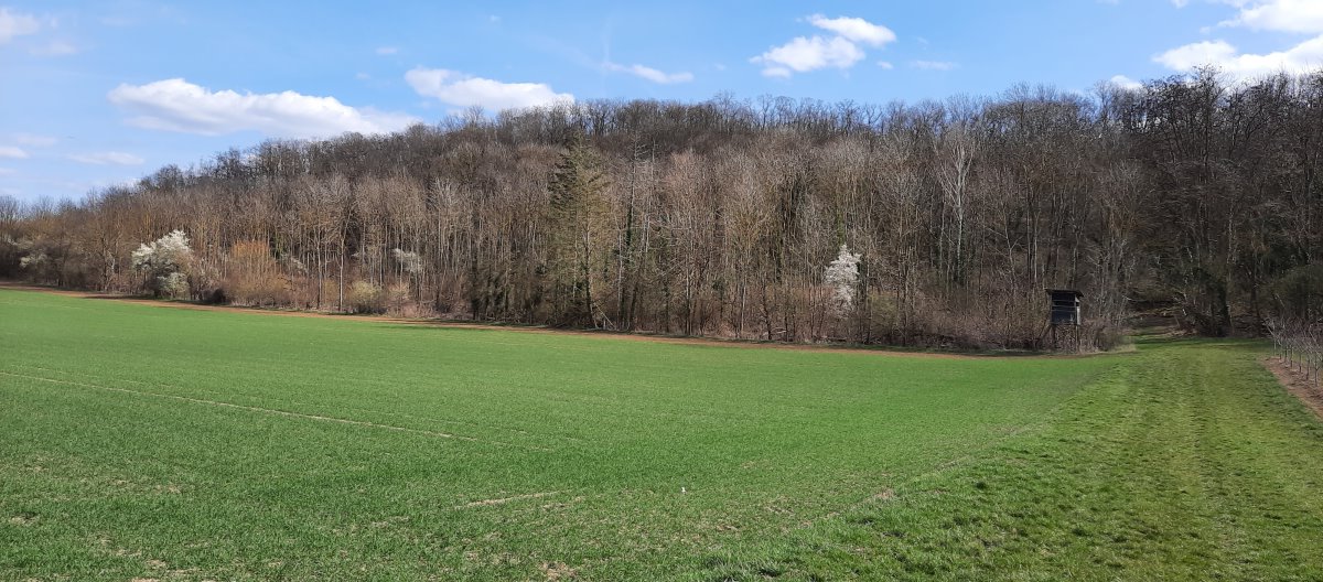 Das Wälchen von außen betrachtet