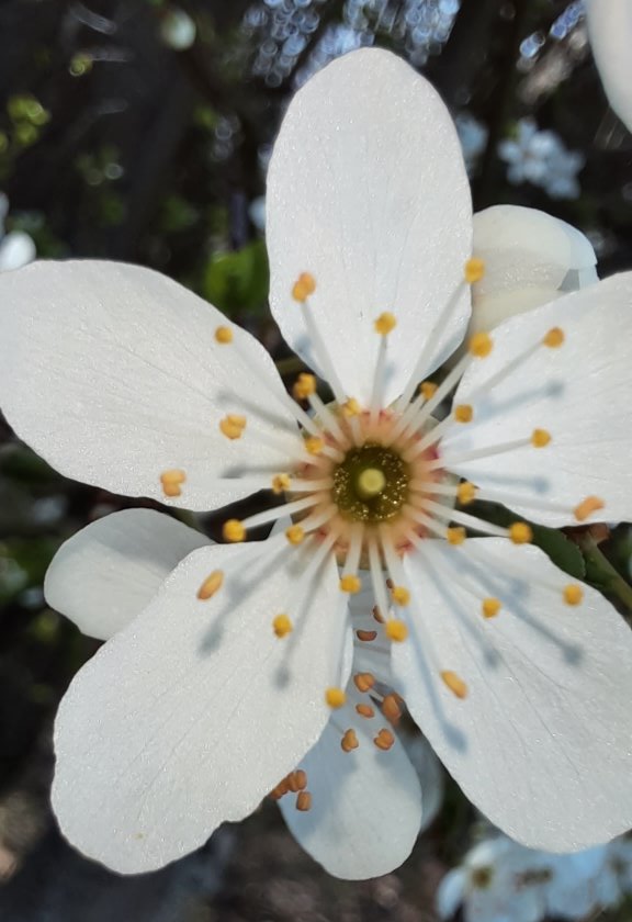 Blüten von Wildsträuchern