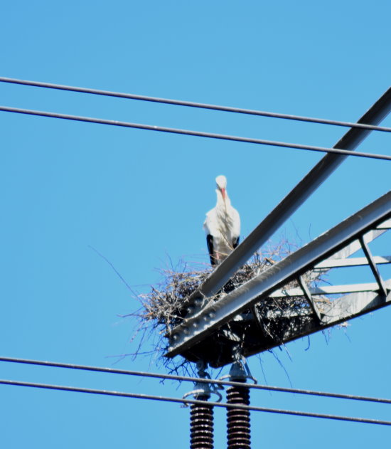 Der Storch im Nest