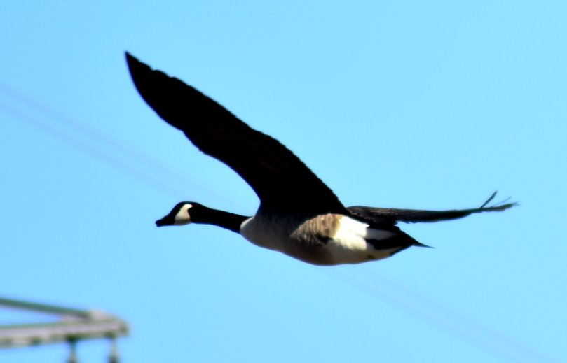 Eine Kanada-Gans im Vorbeiflug