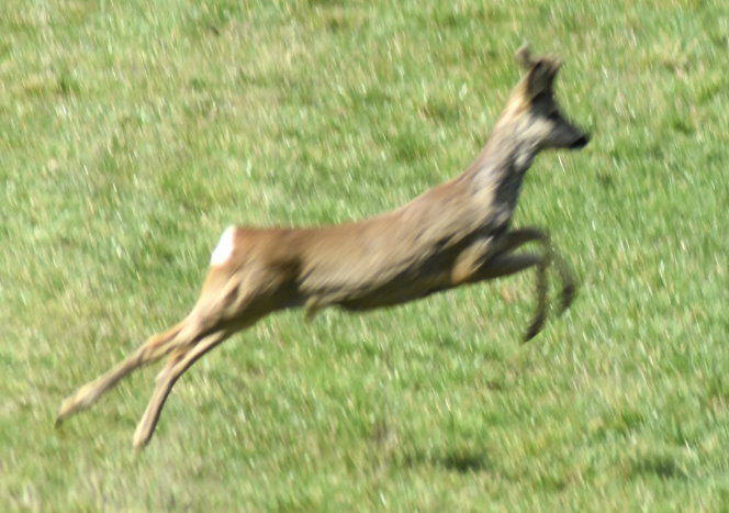 Und dann ein Rehbock im Sprung...