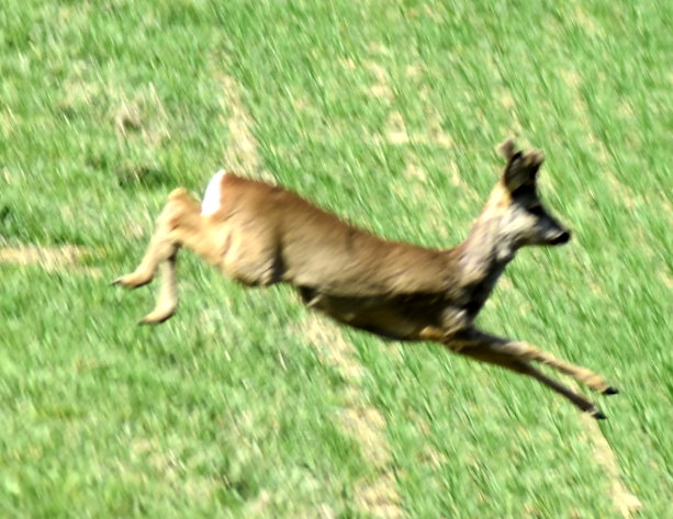 Rehbock im Sprung