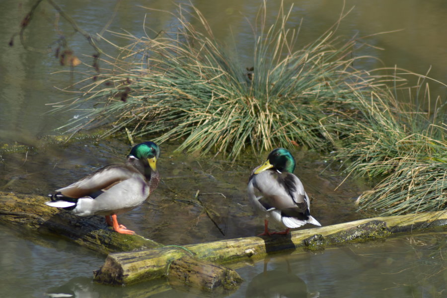 Stockenten im Fischweiher