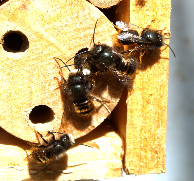 Mauerbienen sind geschlüpft