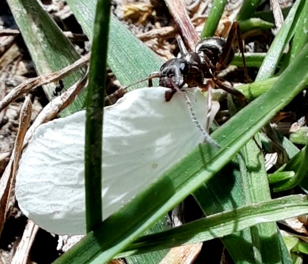 Ameise mit Blütenblatt