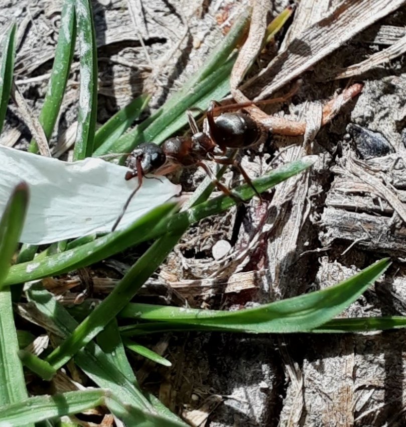 Ameise mit Blütenblatt