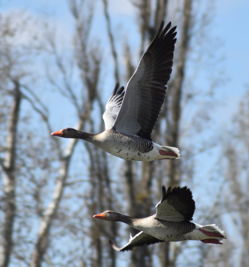 Graugänse im Flug