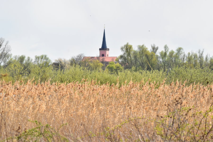 Schilfgürtel und Blick auf die evangelische Kirche von Eich