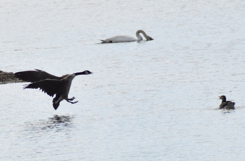 Hey - rechts vor links!