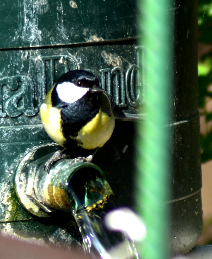 Kohlmeise am Bachlauf