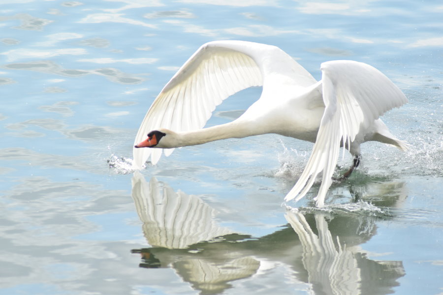 Schwan startet auf dem Wasser
