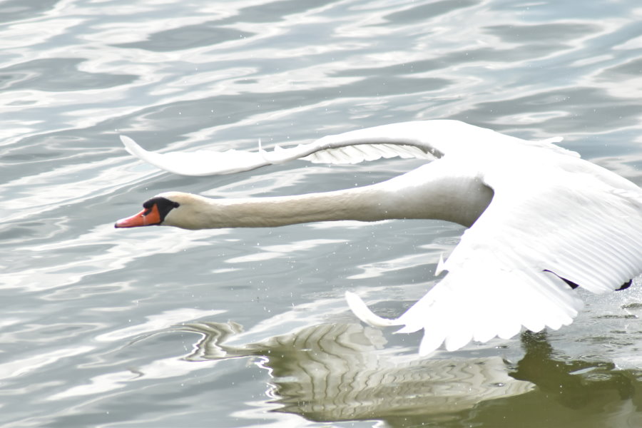 Schwan gleitet übers Wasser