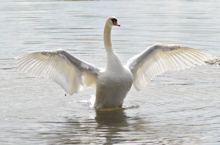 Schwan hat die Flügel ausgestreckt